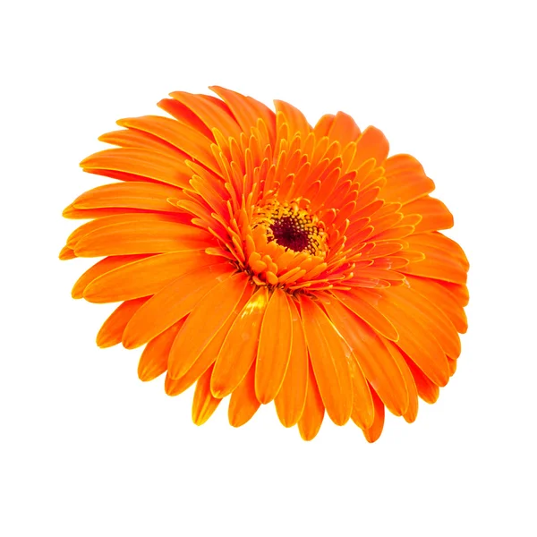 Güzel portakal gerbera — Stok fotoğraf