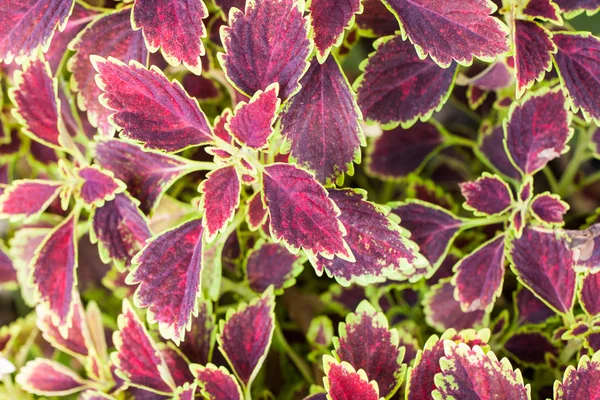 Skullcaplike Coleus — Stock Photo, Image