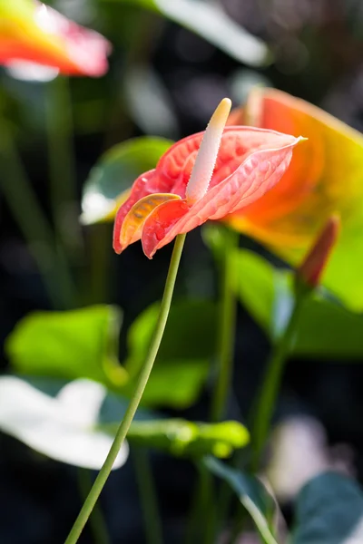 Fiore di Anthurium — Foto Stock