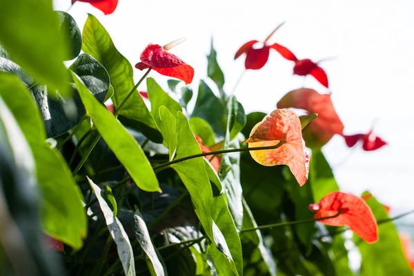 Fiore di Anthurium — Foto Stock