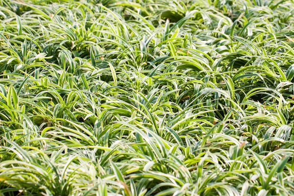 Bäume für den Einsatz im Garten, — Stockfoto