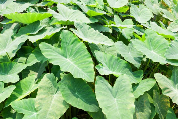 Caladium leave — Stock Photo, Image