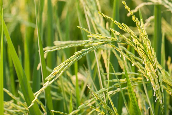 Rice plant in rice field — Stock Photo, Image