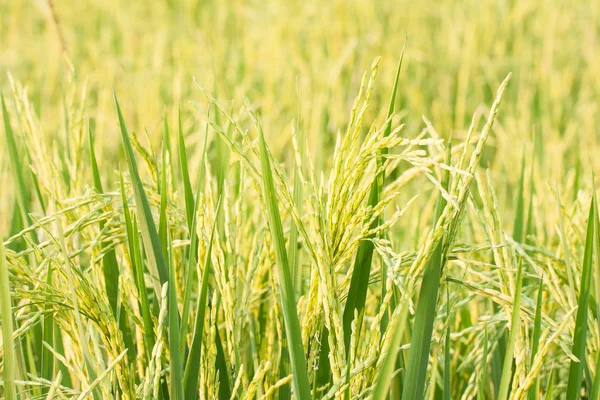 Rice plant in rice field — Stock Photo, Image
