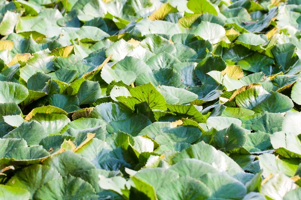 Water chestnut background — Stock Photo, Image