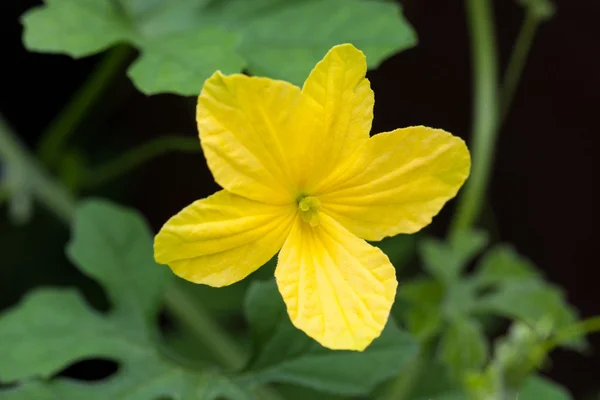 Flor de calabaza amarga — Foto de Stock