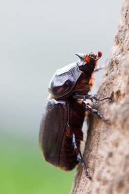 Gergedan böceği ağaca tırmanmak
