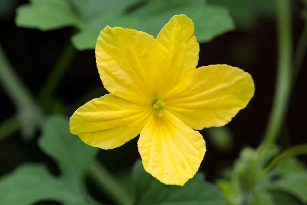 Gorzka gurda kwiat — Zdjęcie stockowe