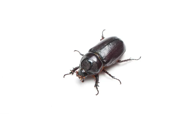Rhinoceros beetle geïsoleerd — Stockfoto