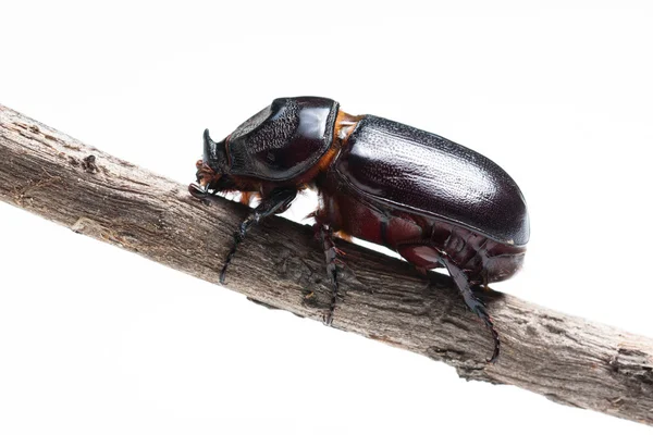 Rhinoceros beetle op takken — Stockfoto