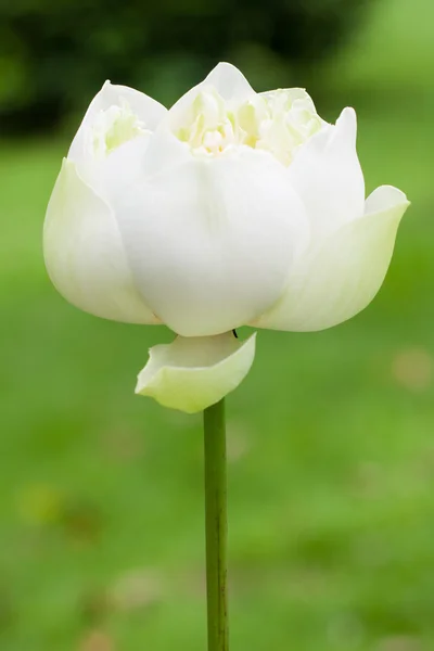 Lotus blanc , — Photo