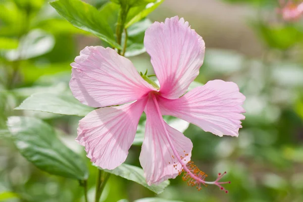 Levande rosa hibicus blomstrar — Stockfoto