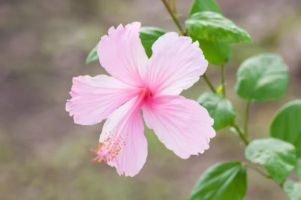 Żywe hibicus różowy jest w pełnym rozkwicie — Zdjęcie stockowe