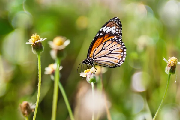 Monarchfalter auf einer Blume — Stockfoto