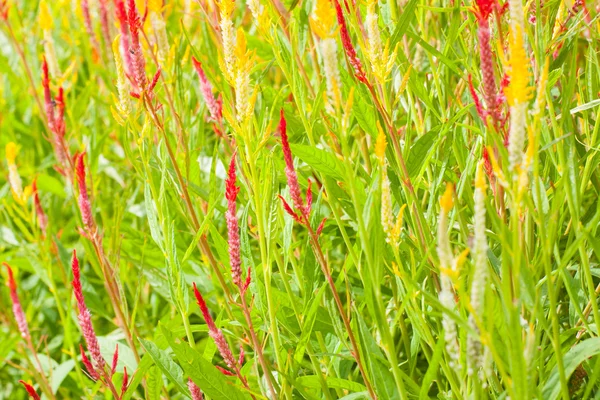 鶏頭花 — ストック写真