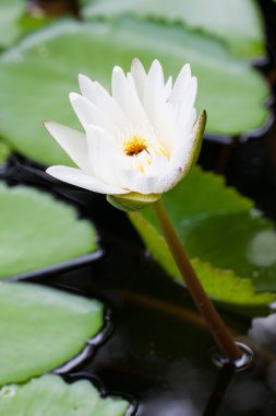 çiçek açan Beyaz nilüfer.