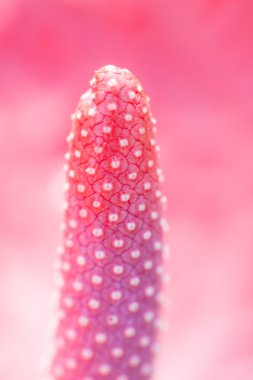 Pembe antoryum (flamingo) çiçek yakın çekim