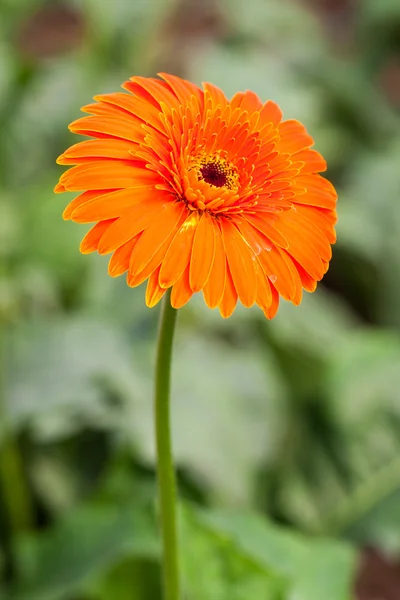 Belle Gerbera orange — Photo