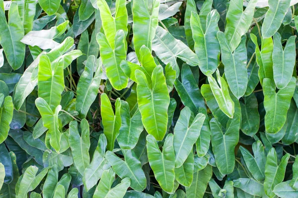 Caladium leave — Stock Photo, Image