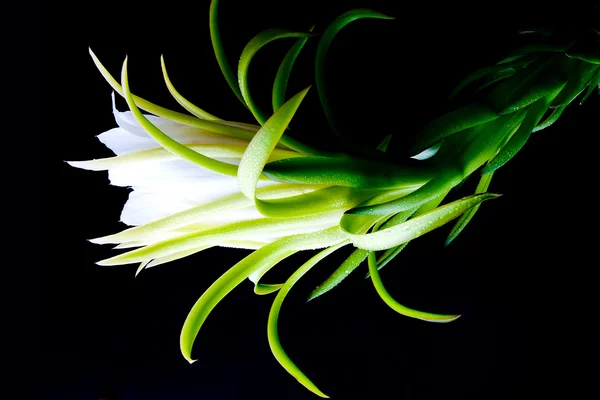 Dragon meyve çiçek — Stok fotoğraf