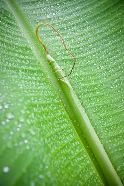 Fresh banana leaf — Stock Photo, Image