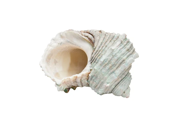 Sea shell isolated — Stock Photo, Image
