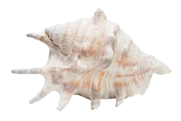 Sea shell isoleren — Stockfoto