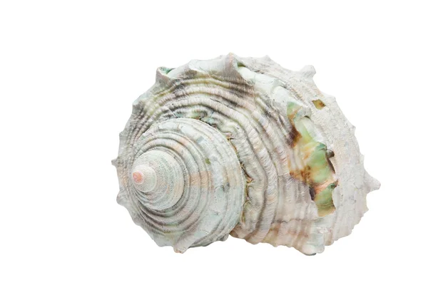 Sea shell isolated — Stock Photo, Image