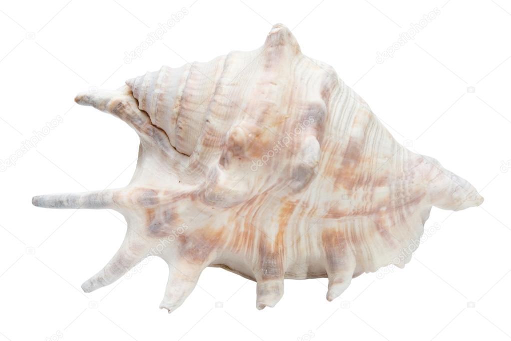 Sea shell isolate