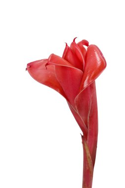 etlingera elatior