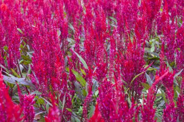 Bahçedeki horoz ibiği çiçeği