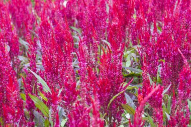 Bahçedeki horoz ibiği çiçeği