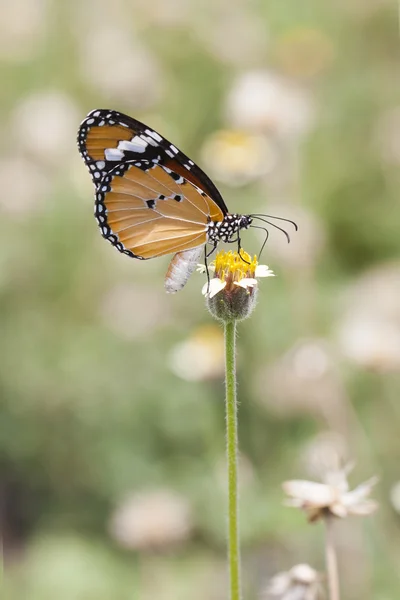 Mariposa monarca — Foto de Stock