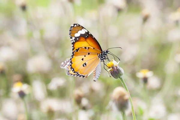 Mariposa monarca encaramada en una flor — Foto de Stock