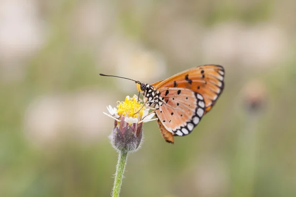 Monarchfalter — Stockfoto