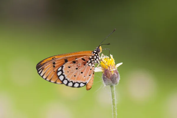 Uralkodó pillangó — Stock Fotó