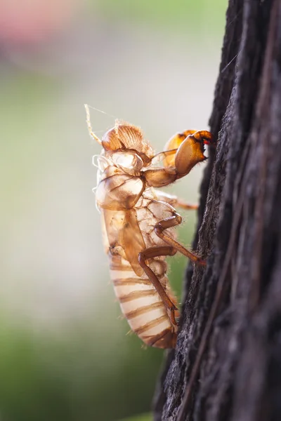 Cicade molt — Stockfoto