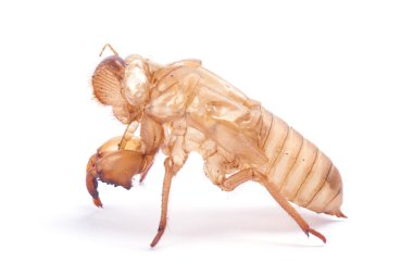 ağustosböceği tüy dökme