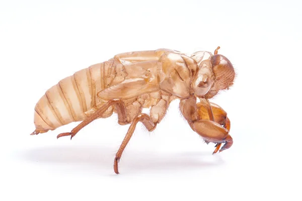 Cicada molt — Stock Photo, Image