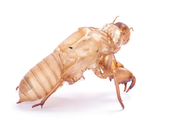 Cicada molt — Stock Photo, Image