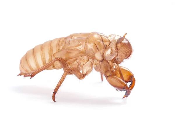 Cicada molt — Stock Photo, Image