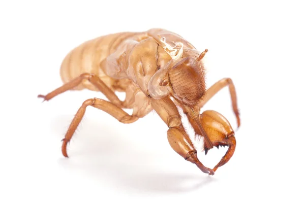 Cicada molt — kuvapankkivalokuva