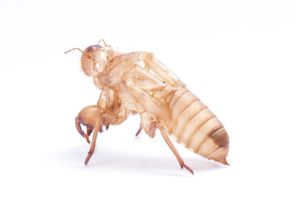 Cicada molt — Stock Photo, Image