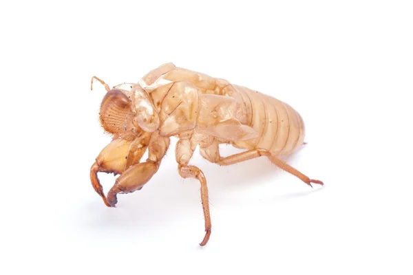 Cicada molt — kuvapankkivalokuva