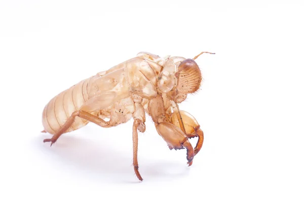 Cicada molt — Stock Photo, Image