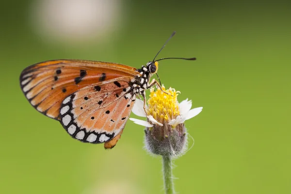 Mariposa monarca — Foto de Stock