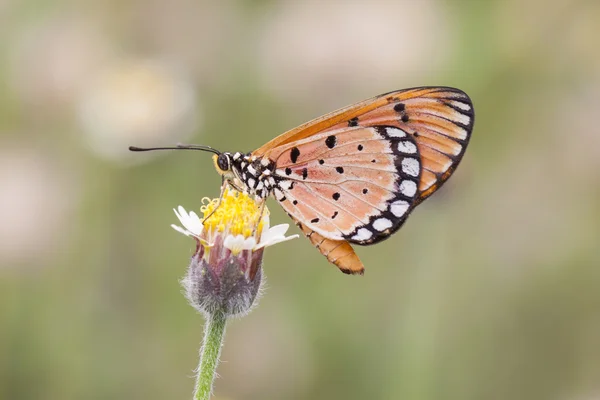 Monarch vlinder zat op een bloem — Stockfoto