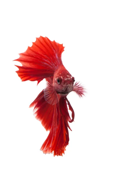 Siamese vechten vis, betta splendens geïsoleerd — Stockfoto