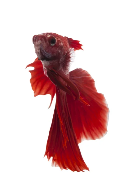 Pesce siamese combattente, betta splendens isolato — Foto Stock