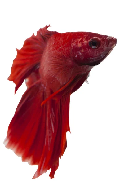 Siamese fighting fish, betta splendens isolated — Stock Photo, Image